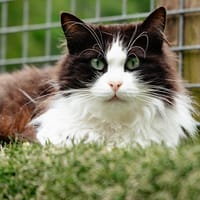 RANOUTA, chatte à adopter