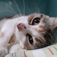 Harissa, chatte à adopter