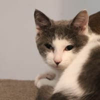 Gédéon, chat à adopter