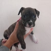 Aria, chienne à adopter