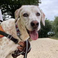 Athys, chien à adopter