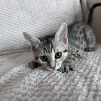 KATNISS, chatte à adopter