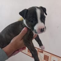 Artemis, chienne à adopter