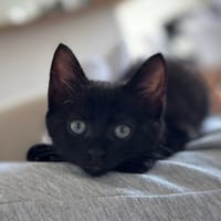 TIANA, chatte à adopter