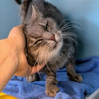 GOELAND, chat à adopter