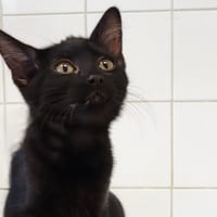 API, chat à adopter