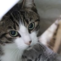 Jafar, chat à adopter