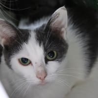 Gaston, chat à adopter
