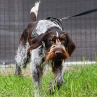 ARLONG, chien à adopter