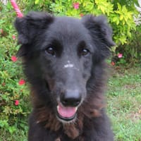 YUKI, chienne à adopter