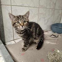 KARON, chatte à adopter