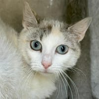 BOWIE, chatte à adopter