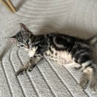 FLYNN, chat à adopter