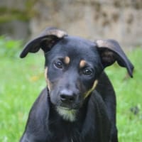 APIA CHAO, chienne à adopter