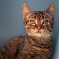 EZEE, chatte à adopter