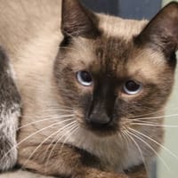Am, chat à adopter