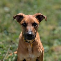 RAPH, chien à adopter