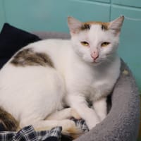 GABBY, chatte à adopter