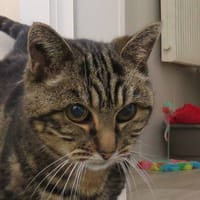 TORTI, chatte à adopter