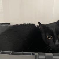 MISHKA (réservé), chat à adopter