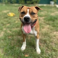 LETO, chien à adopter