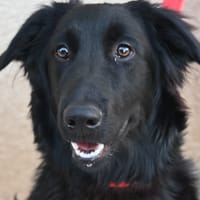 REX, chien à adopter