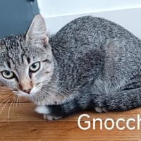 GNOCCHI, chat à adopter