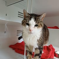 EMO, chat à adopter
