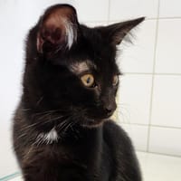Anaïs, chatte à adopter
