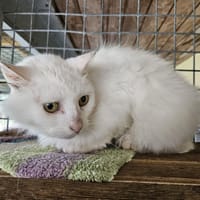 ADON, chat à adopter
