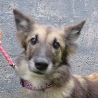 ELEKTRA, chienne à adopter