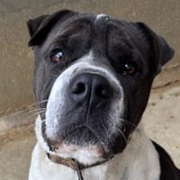 SAM VAA, chienne à adopter