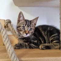 ALDO, chat à adopter