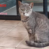 NOVA, chatte à adopter