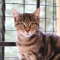 Anastasia, chatte à adopter