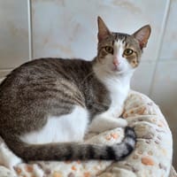 Nougat, chat à adopter