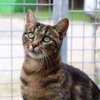Maurice, chat à adopter