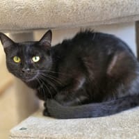 Peluche, chatte à adopter