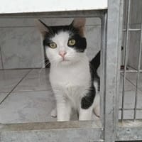 ALVIS, chat à adopter