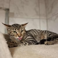 arlo, chat à adopter