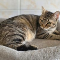 Amandine, chatte à adopter