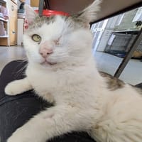 Simba, chat à adopter