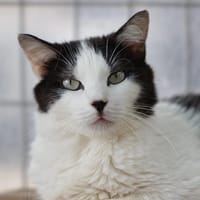 Hermione, chatte à adopter