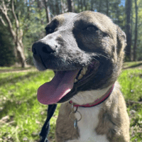 Phoenix, female dog to adopt