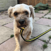 Arlo, dog to adopt