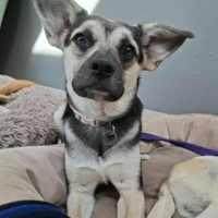 Raisha, dog to adopt