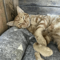 Pizza, cat to adopt
