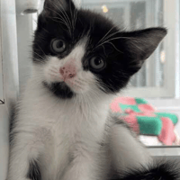 Rex, cat to adopt