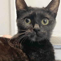 Hazel, female cat to adopt