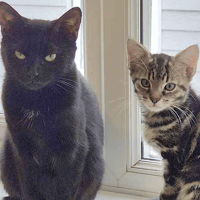 Goose & Finley, female cat to adopt